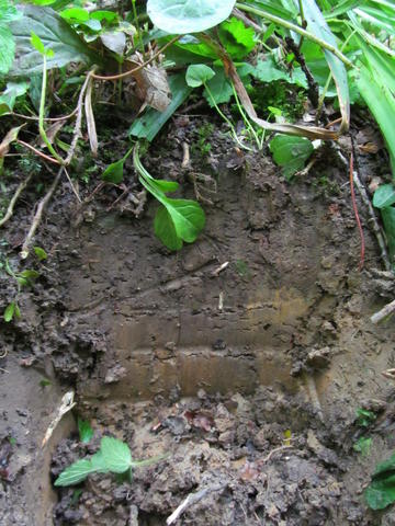 Soil pit in the path microhabitat