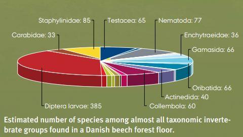 Estimated number of species among almost all taxonomic invertebrate groups found in a Danish beech forest floor.
