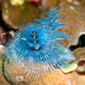 CIMG0632 Christmas Tree Worm Thailand