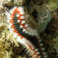 Hermodice carunculata