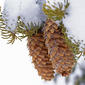 Spruce cones