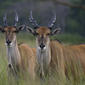 Taurotragus oryx, Eland females