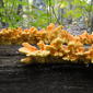 Laetiporus sulphureus - chicken of the woods