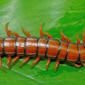 Scolopendra subspinipes