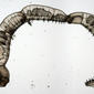 Chaetogaster diaphanus (Gruithuisen, 1828)