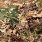 Allium ursinum + Daphne laureola (48°07' N 16°14' E)