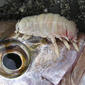 Tongue-eating-louse on Snapper