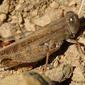 Gafanhoto // نطاط Acrididae (عائلة الجراديات)