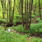 Mixed forest (alder, hornbeam, acorn, oak) - Allium ursinum + Alnus glutinosa + Carpinus betulus (48°09' N 16°11' E)