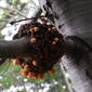 Cyttaria darwinii on tall deciduous beech