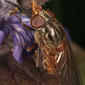 Female - dorsal view - enlarged