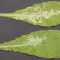 Mines in top surface of leaves