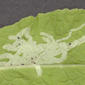 Mine in top surface of leaf - enlarged