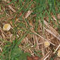 Fruitbodies - top view - in situ in grass