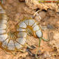 Centopeia // Centipede (Scolopendra oraniensis)