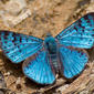 Borboleta (Lasaia agesilas)