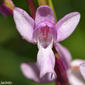 Orchis langei